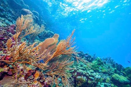 Magical Andaman - Premium - holiday package in Holiday Packages