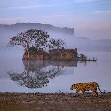 Fort & Forest - holiday package in Rajasthan