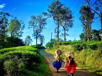 Wildlife Short Tour - holiday package in Karnataka